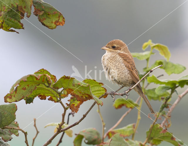 Grauwe Klauwier (Lanius collurio)