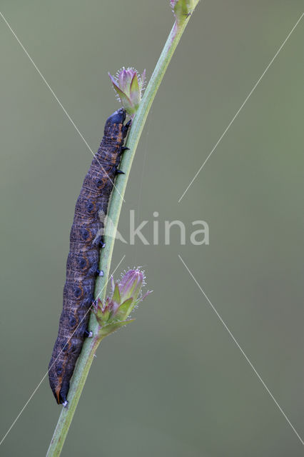 Grauwe Monnik (Cucullia umbratica)