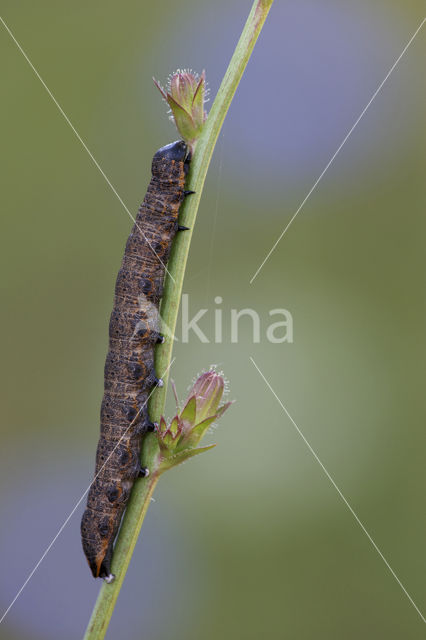Grauwe Monnik (Cucullia umbratica)