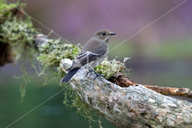 Grauwe Vliegenvanger (Muscicapa striata)