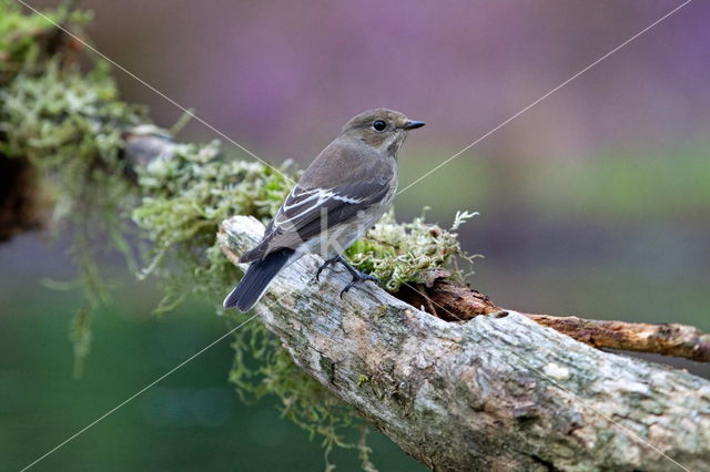 Grauwe Vliegenvanger (Muscicapa striata)