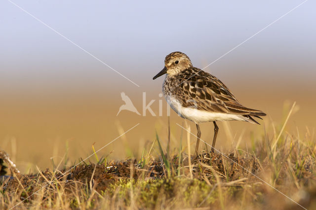 Grijze Strandloper (Calidris pusilla)