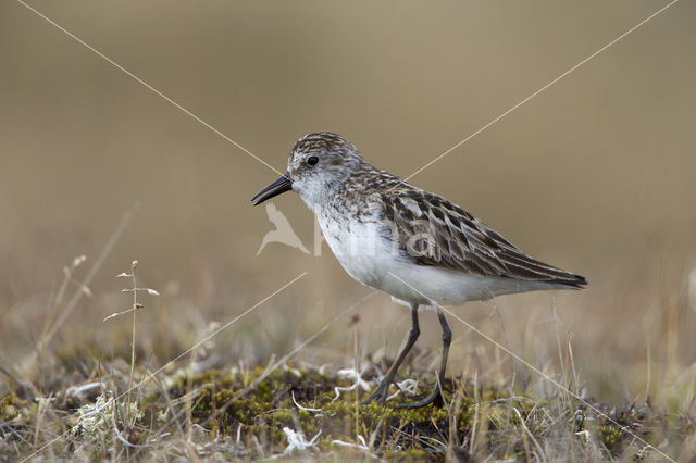 Grijze Strandloper (Calidris pusilla)