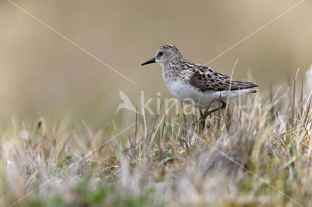 Grijze Strandloper (Calidris pusilla)