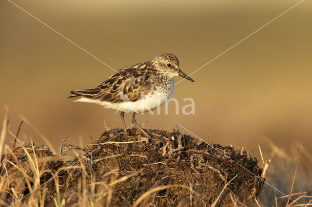 Semipalmated Sandpiper (Calidris pusilla)