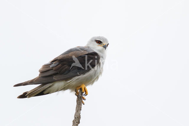 Grijze Wouw (Elanus caeruleus)