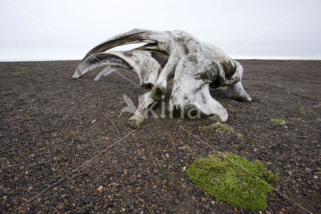 Groenlandse walvis (Balaena mysticetus)