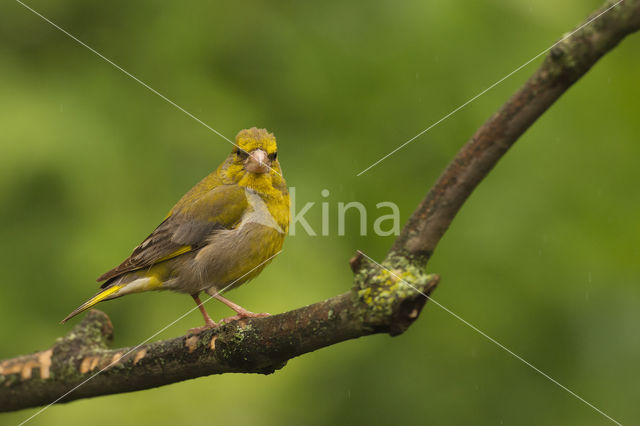 Groenling (Carduelis chloris)