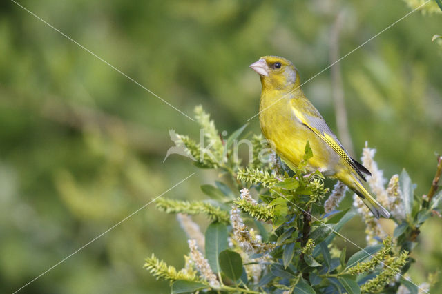 Groenling (Carduelis chloris)