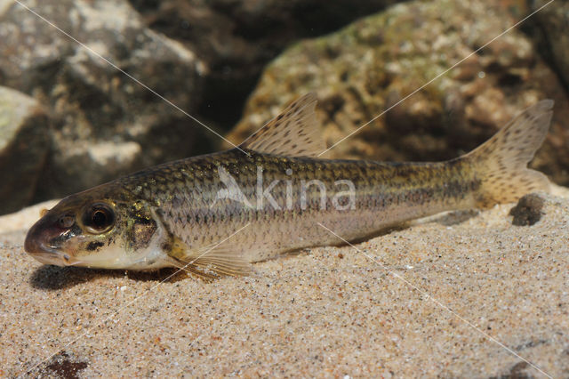 Gudgeon (Gobio gobio)