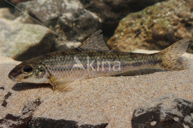 Gudgeon (Gobio gobio)