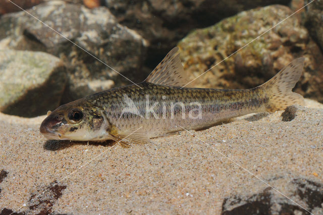 Gudgeon (Gobio gobio)