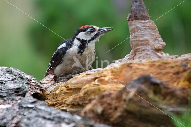 Grote Bonte Specht (Dendrocopos major)