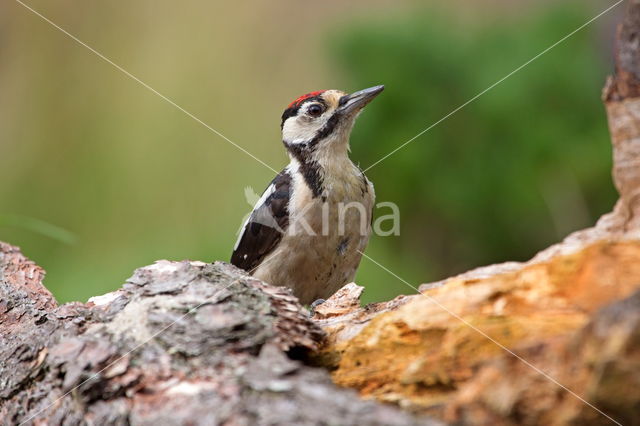 Great Spotted Woodpecker (Dendrocopos major)