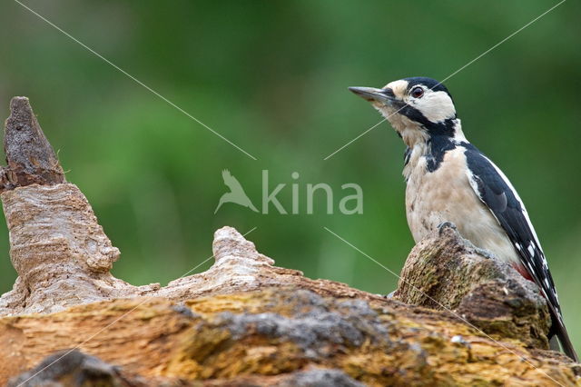 Grote Bonte Specht (Dendrocopos major)