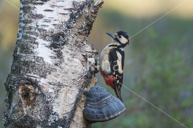 Grote Bonte Specht (Dendrocopos major)