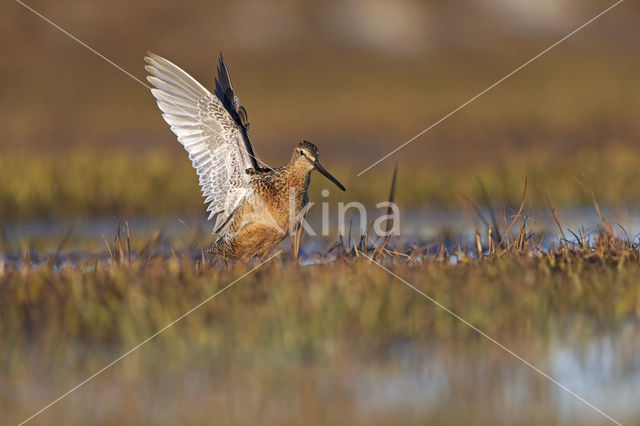 Grote Grijze Snip (Limnodromus scolopaceus)