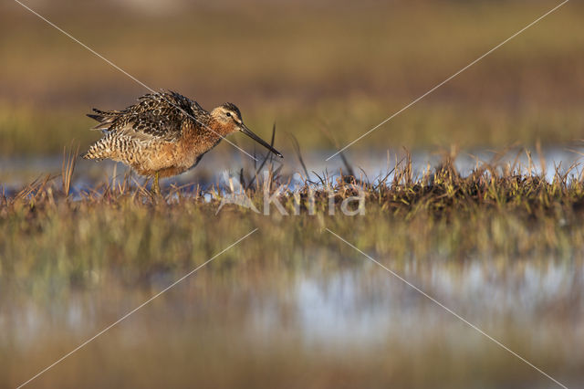 Grote Grijze Snip (Limnodromus scolopaceus)