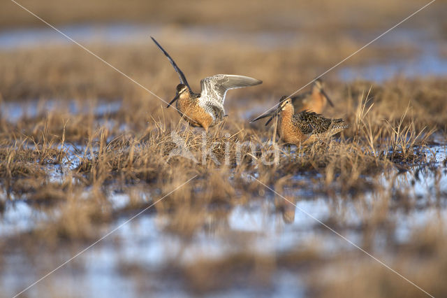 Grote Grijze Snip (Limnodromus scolopaceus)