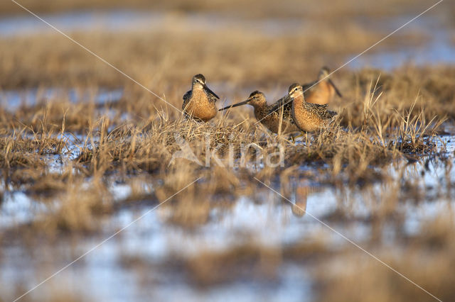 Long-billed Dowitcher (Limnodromus scolopaceus)