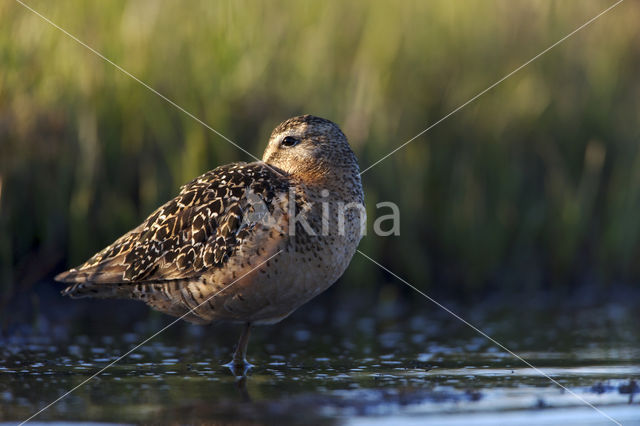 Grote Grijze Snip (Limnodromus scolopaceus)