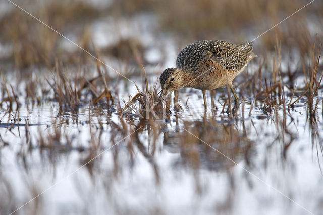 Long-billed Dowitcher (Limnodromus scolopaceus)