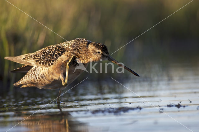 Grote Grijze Snip (Limnodromus scolopaceus)