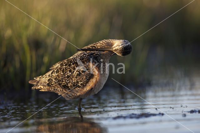 Grote Grijze Snip (Limnodromus scolopaceus)