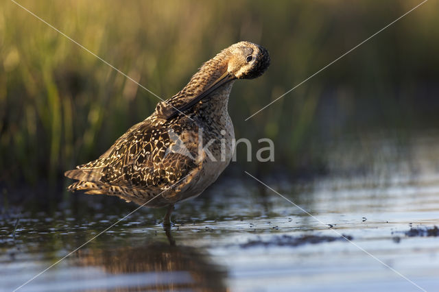 Grote Grijze Snip (Limnodromus scolopaceus)