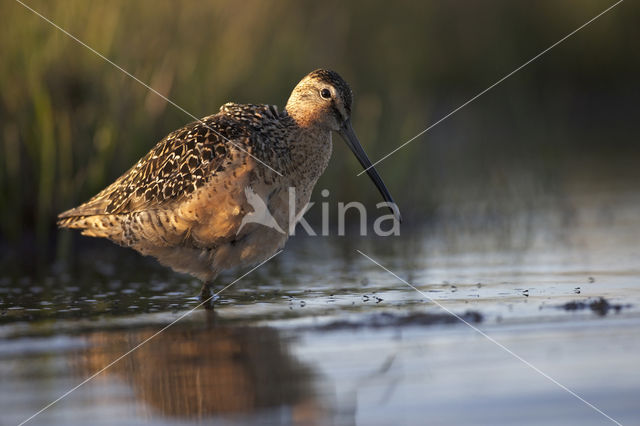 Grote Grijze Snip (Limnodromus scolopaceus)