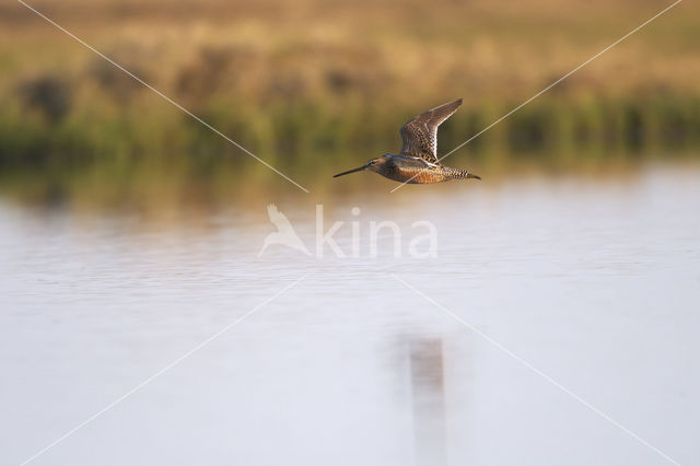 Long-billed Dowitcher (Limnodromus scolopaceus)