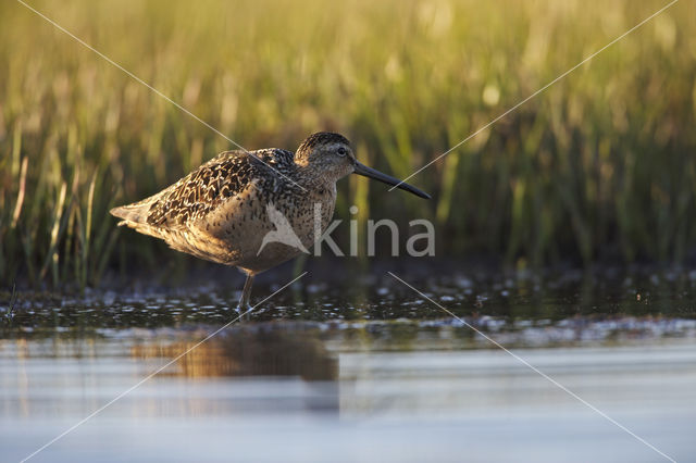 Grote Grijze Snip (Limnodromus scolopaceus)