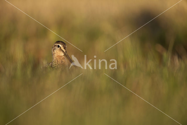 Grote Grijze Snip (Limnodromus scolopaceus)