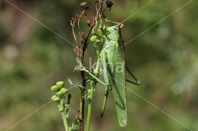Grote groene sabelsprinkhaan (Tettigonia viridissima)