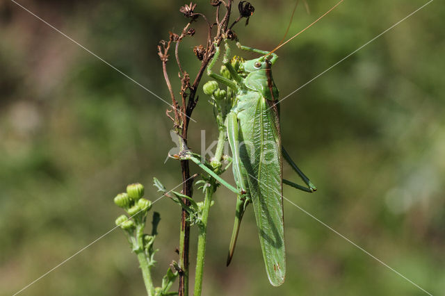 Great Green Bush-cricket (Tettigonia viridissima)