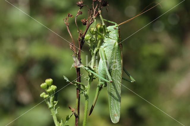 Grote groene sabelsprinkhaan (Tettigonia viridissima)