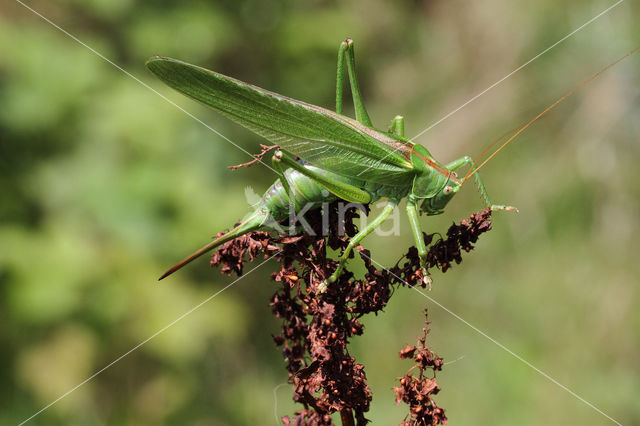 Grote groene sabelsprinkhaan (Tettigonia viridissima)