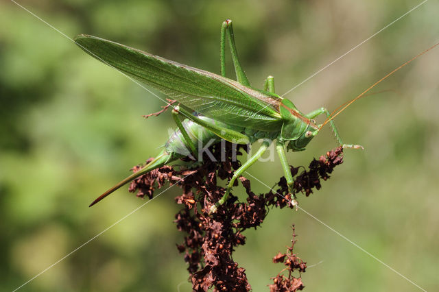 Grote groene sabelsprinkhaan (Tettigonia viridissima)