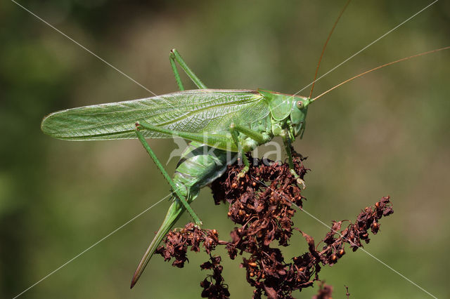 Great Green Bush-cricket (Tettigonia viridissima)