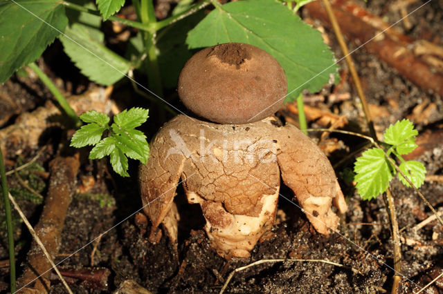 Geastrum fornicatum