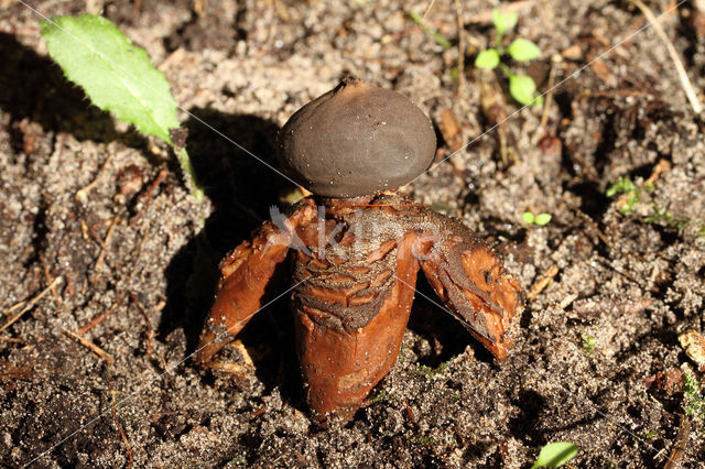 Grote vierslippige aardster (Geastrum fornicatum)