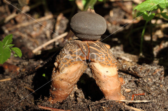 Grote vierslippige aardster (Geastrum fornicatum)