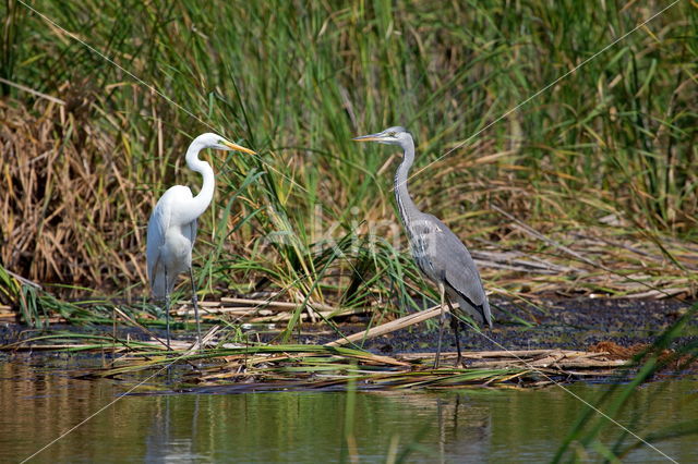 Grote Zilverreiger (Ardea alba)