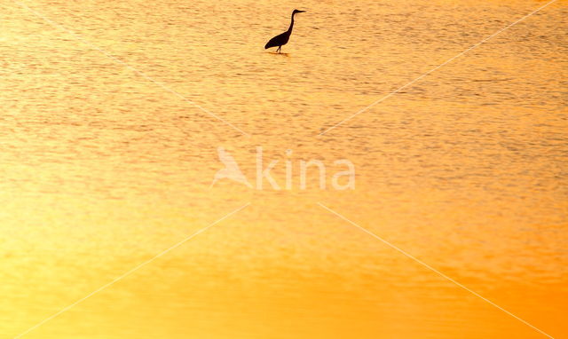 Grote Zilverreiger (Ardea alba)