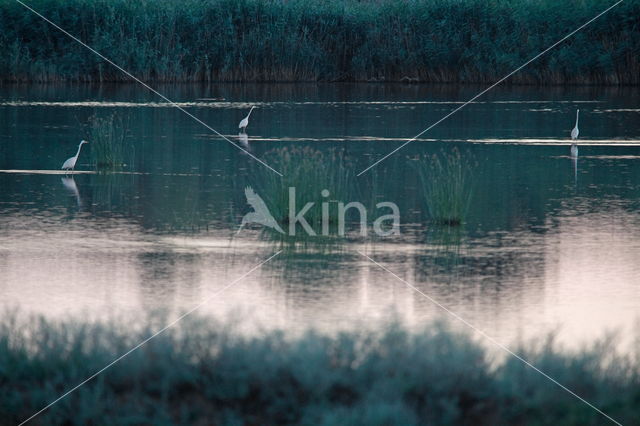 Grote Zilverreiger (Ardea alba)