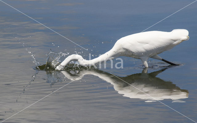 Great White Egret