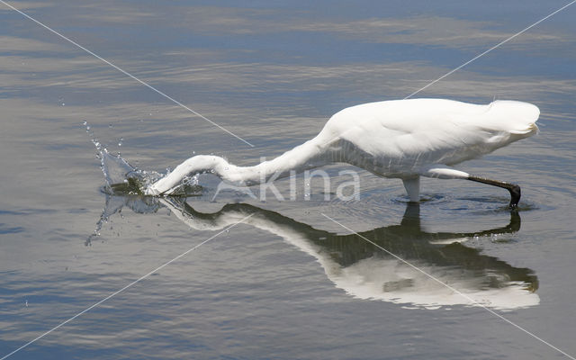 Great White Egret