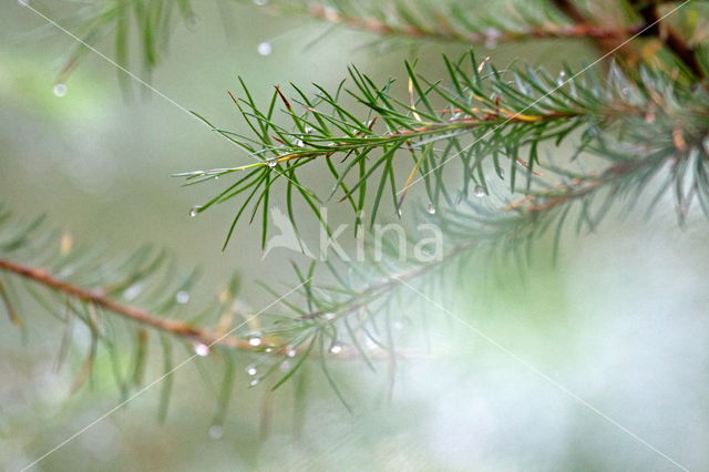 Grove den (Pinus sylvestris)