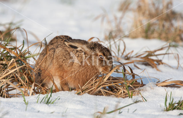 Haas (Lepus europaeus)