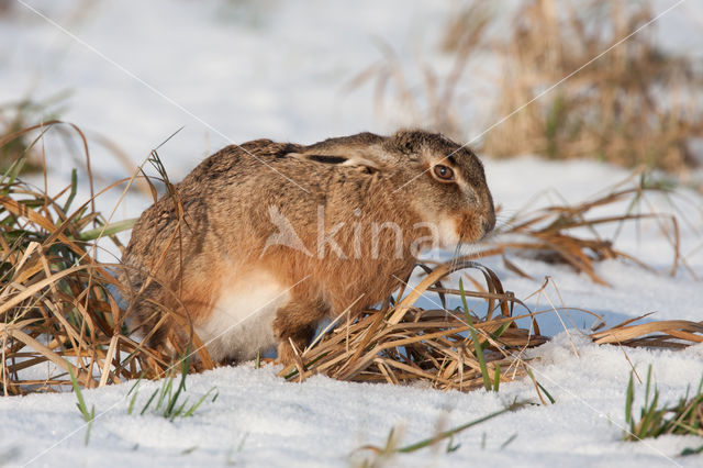 Haas (Lepus europaeus)